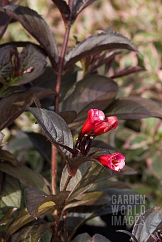 WEIGELA_FLORIDA_WINE_AND_ROSES