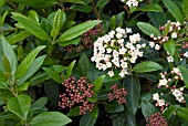 VIBURNUM TINUS EVE PRICE