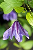 CLEMATIS FUKUZONO