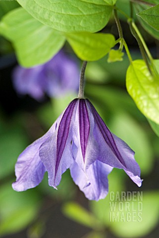 CLEMATIS_FUKUZONO