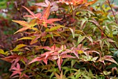 ACER PALMATUM SHIN DESHOJO