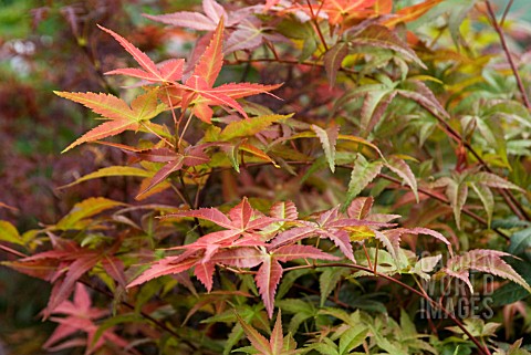 ACER_PALMATUM_SHIN_DESHOJO