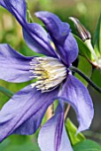 CLEMATIS FUKUZONO