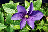 CLEMATIS GENERAL SIKORSKI