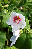 LAVATERA BLUSHING BRIDE