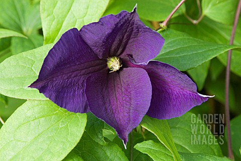 CLEMATIS_JACKMANII_SUPERBA