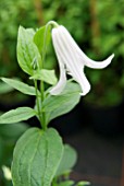 CLEMATIS INTEGRIFOLIA ALBA