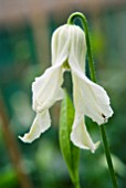 CLEMATIS INTEGRIFOLIA ALBA