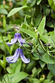 CLEMATIS INTEGRIFOLIA HENDERSONII