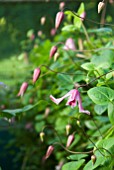 CLEMATIS TEXENSIS ETOILE ROSE