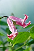 CLEMATIS TEXENSIS ETOILE ROSE