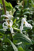 CLEMATIS INTEGRIFOLIA ALBA