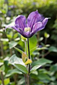 CLEMATIS ARABELLA