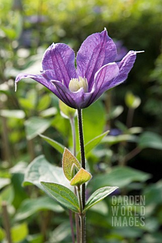 CLEMATIS_ARABELLA