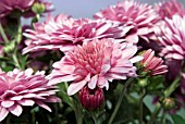 CHRYSANTHEMUM CONJUROR PINK