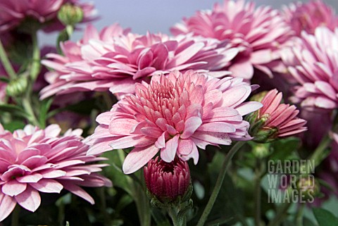 CHRYSANTHEMUM_CONJUROR_PINK