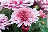 CHRYSANTHEMUM CONJUROR PINK