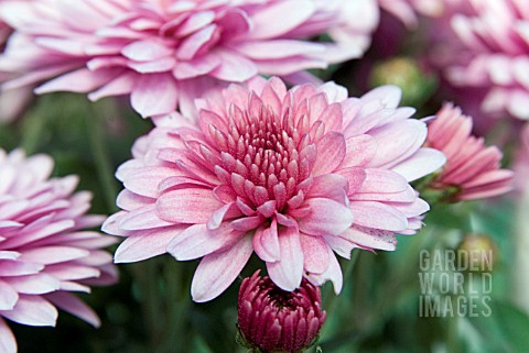 CHRYSANTHEMUM_CONJUROR_PINK