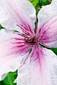 CLEMATIS MARMORI