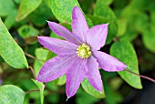 CLEMATIS PINK CHAMPAGNE ORIGINAL NAME KAKIO