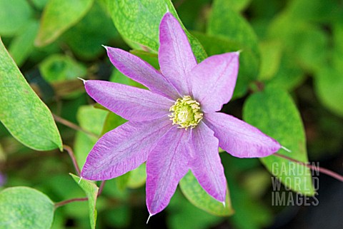 CLEMATIS_PINK_CHAMPAGNE_ORIGINAL_NAME_KAKIO