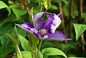 CLEMATIS HAKU OOKAN