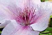 CLEMATIS MARMORI