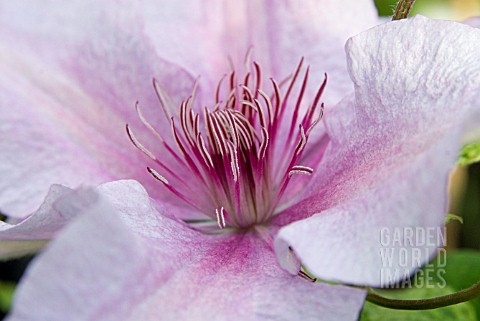 CLEMATIS_MARMORI