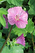 LAVATERA BREDON SPRINGS