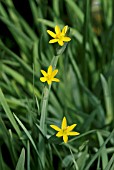 SISYRINCHIUM CALIFORNICUM BRACHYPUS