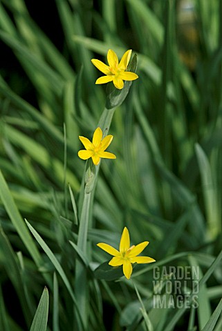 SISYRINCHIUM_CALIFORNICUM_BRACHYPUS