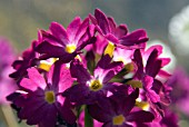 PRIMULA DENTICULATA RUBY (DRUMSTICK PRIMULA)