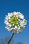 PRIMULA DENTICULATA WHITE (DRUMSTICK PRIMULA)