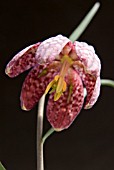 FRITILLARIA MELEAGRIS (SNAKES HEAD FRITILLARY)