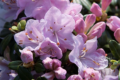 RHODODENDRON_SNIPE