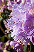 RHODODENDRON BLUE TIT