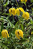 CLEMATIS ORIENTALIS BILL MACKENZIE