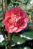 CAMELLIA RL WHEELER