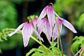 CLEMATIS ALPINA WILLY