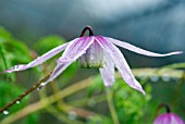 CLEMATIS ALPINA WILLY