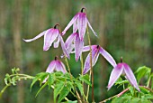 CLEMATIS ALPINA WILLY