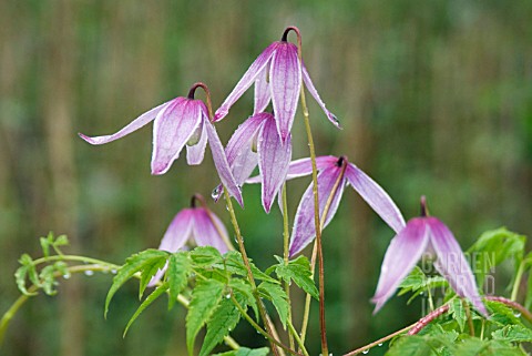 CLEMATIS_ALPINA_WILLY