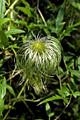 CLEMATIS ORIENTALIS BILL MACKENZIE