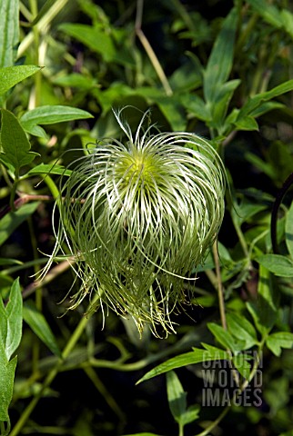 CLEMATIS_ORIENTALIS_BILL_MACKENZIE