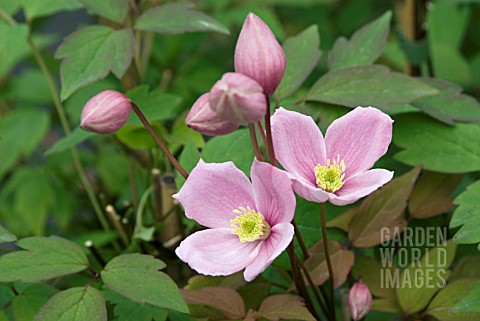 CLEMATIS_MONTANA_RUBENS_SUPERBA