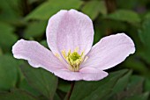 CLEMATIS MONTANA RUBENS SUPERBA