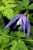 CLEMATIS MACROPETALA LAGOON