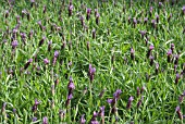 LAVANDULA STOECHAS PAPILLON