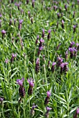 LAVANDULA STOECHAS PAPILLON