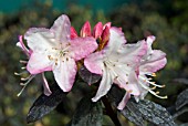 RHODODENDRON GINNY GEE